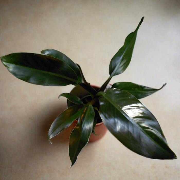 Philodendron Autumn Queen leaves from above