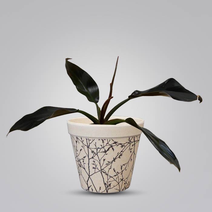 Philodendron Autumn Falls Houseplant in a 9cm Nursery Pot with Bamboo Plant Pot