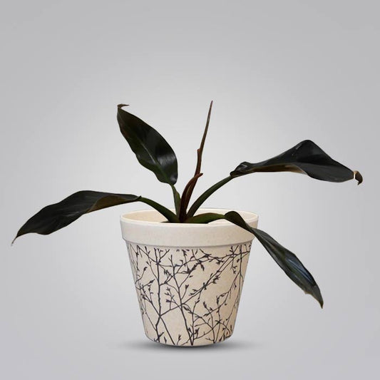 Philodendron Autumn Falls Houseplant in a 9cm Nursery Pot with Bamboo Plant Pot