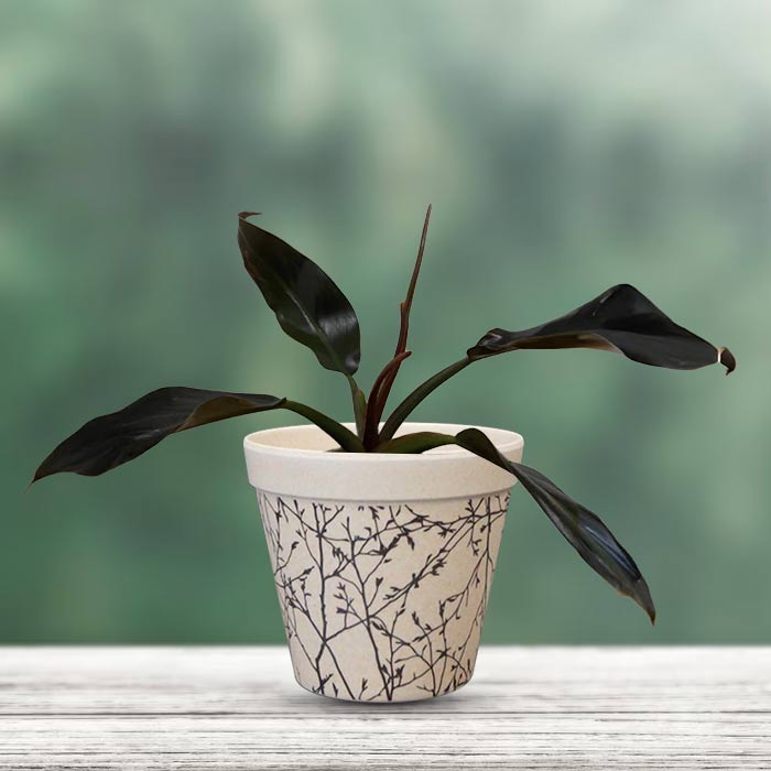 Philodendron Autumn Falls Houseplant in a 9cm Nursery Pot with Bamboo Plant Pot