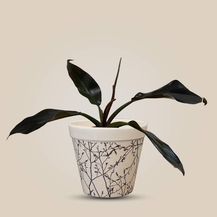 Philodendron Autumn Falls Houseplant in a 9cm Nursery Pot with Bamboo Plant Pot