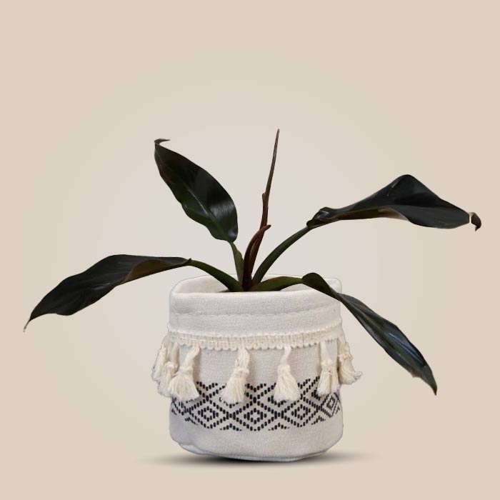 Philodendron Autumn Falls House Plant in a 9cm Nursery Pot with Cotton Pot