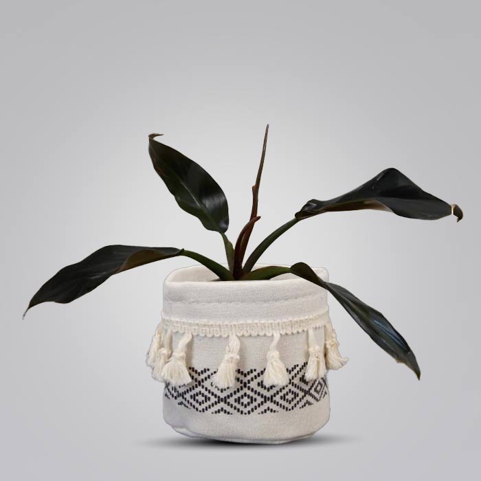 Philodendron Autumn Falls House Plant in a 9cm Nursery Pot with Cotton Pot