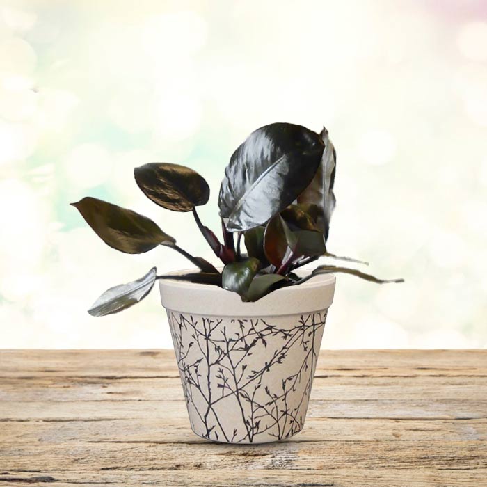 Philodendron Black Cardinal Houseplant in a 9cm Nursery Pot with Bamboo Plant Pot