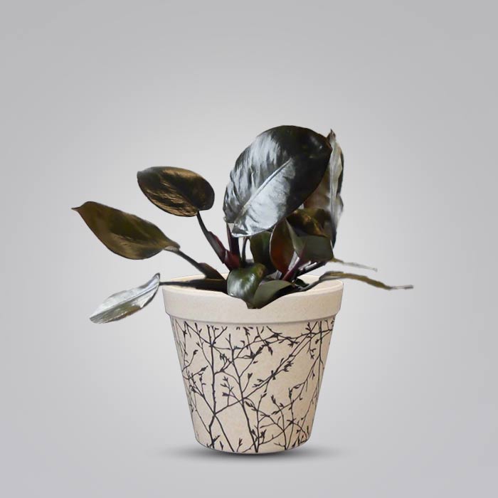 Philodendron Black Cardinal Houseplant in a 9cm Nursery Pot with Bamboo Plant Pot