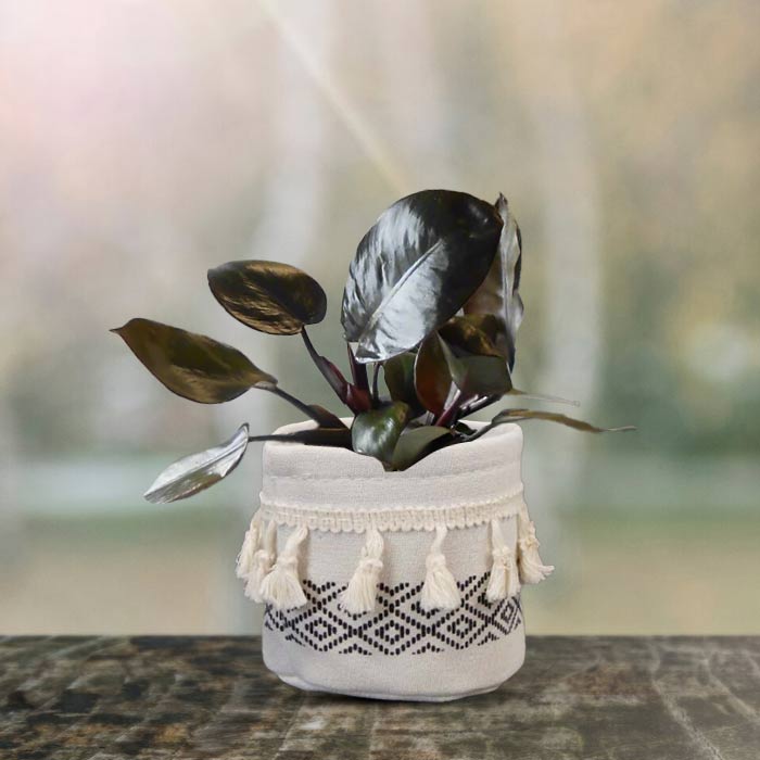 Philodendron Black Cardinal House Plant in a 9cm Nursery Pot with Cotton Pot