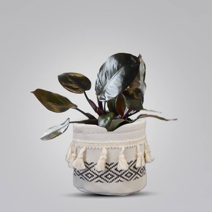 Philodendron Black Cardinal House Plant in a 9cm Nursery Pot with Cotton Pot