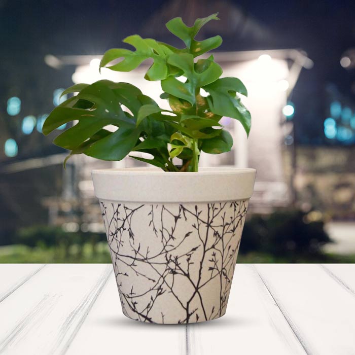 Philodendron Minima Houseplant in a 13cm Nursery Pot with Bamboo Plant Pot