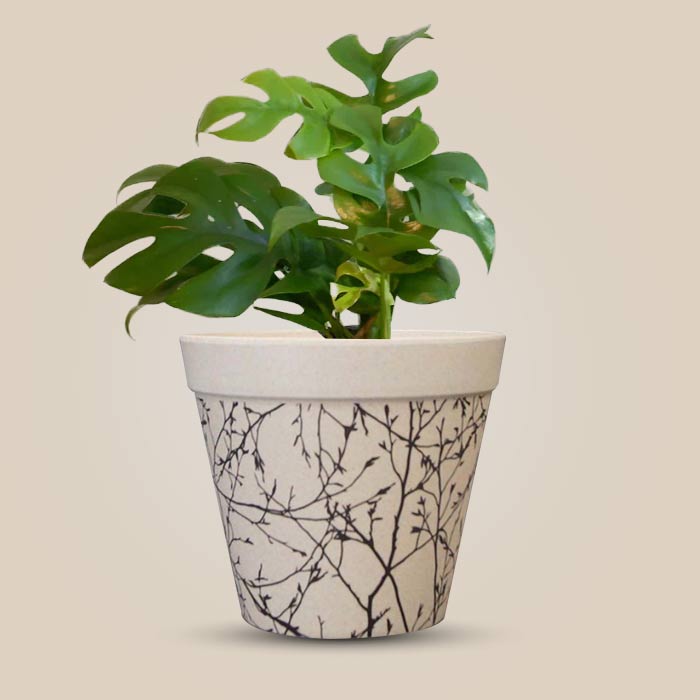 Philodendron Minima Houseplant in a 13cm Nursery Pot with Bamboo Plant Pot