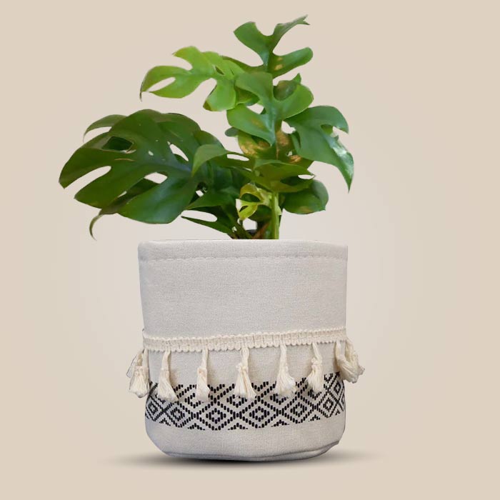 Philodendron Minima House Plant in a 13cm Nursery Pot with Cotton Pot