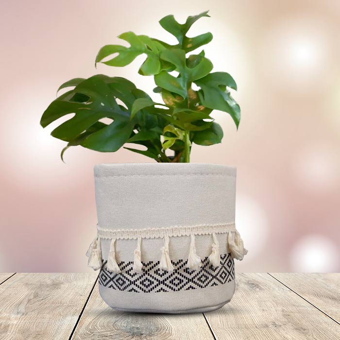 Philodendron Minima House Plant in a 13cm Nursery Pot with Cotton Pot