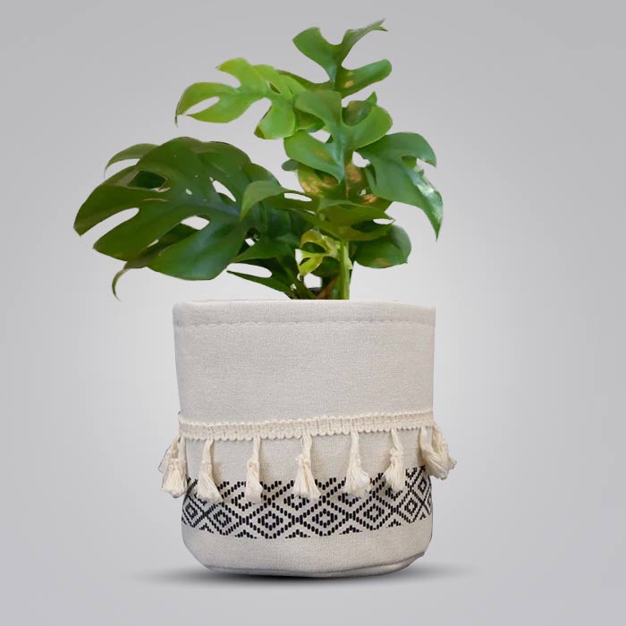 Philodendron Minima House Plant in a 13cm Nursery Pot with Cotton Pot