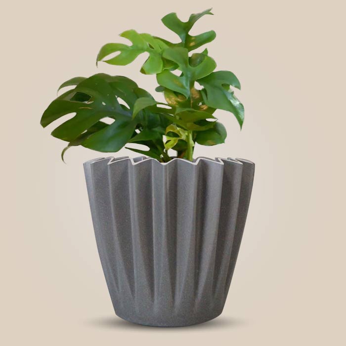 Philodendron Minima Indoor Houseplant in a 13cm Nursery Pot with Grey Pot