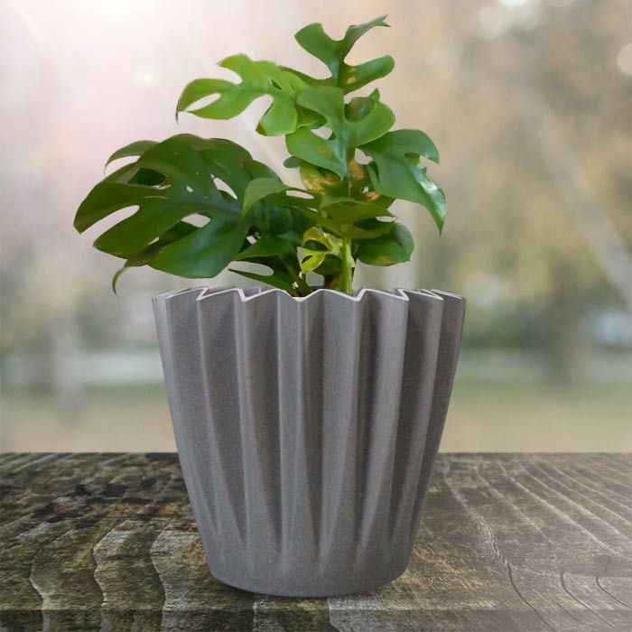 Philodendron Minima Indoor Houseplant in a 13cm Nursery Pot with Grey Pot