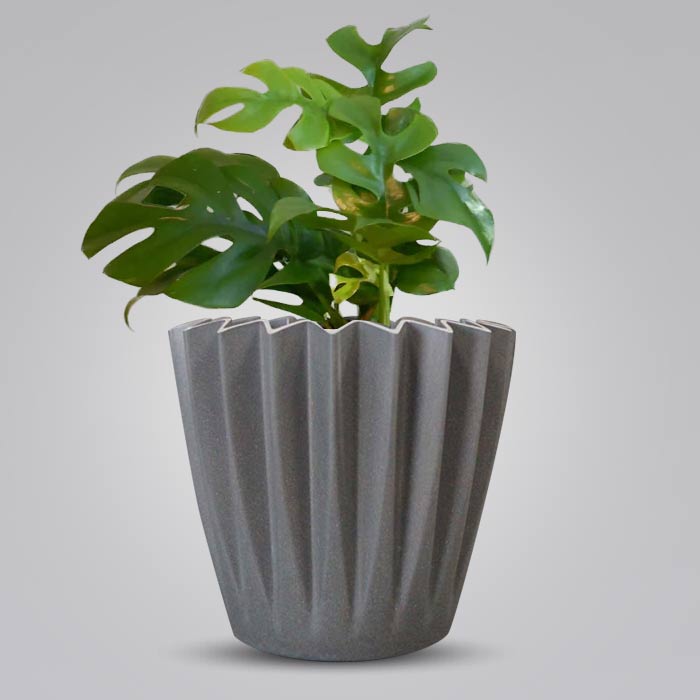 Philodendron Minima Indoor Houseplant in a 13cm Nursery Pot with Grey Pot