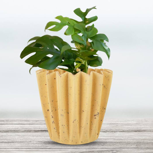 Philodendron Minima Indoor House Plant in a 13cm Nursery Pot with Yellow Plant Pot