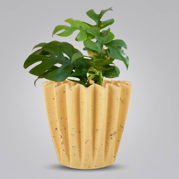 Philodendron Minima Indoor House Plant in a 13cm Nursery Pot with Yellow Plant Pot