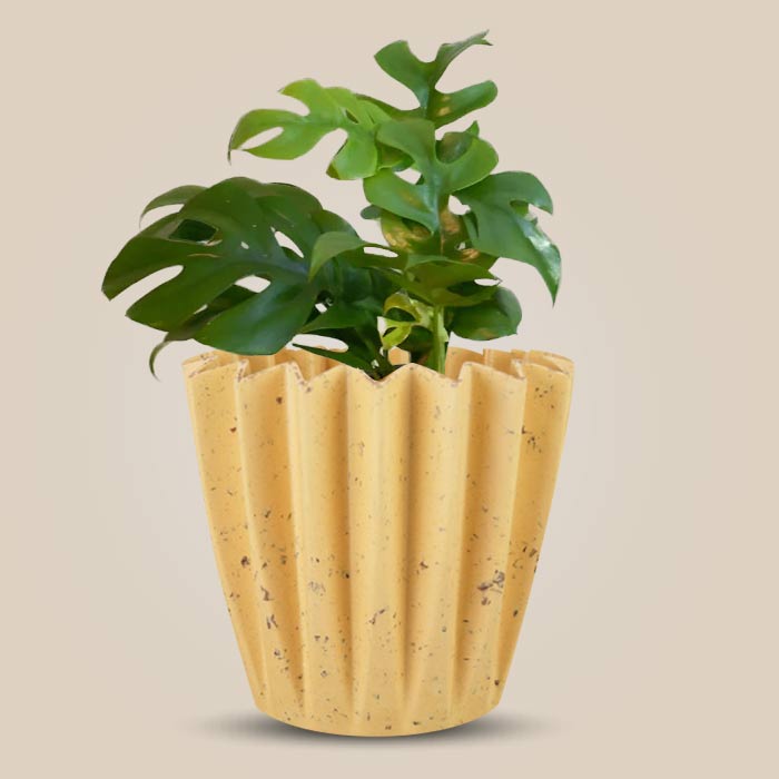 Philodendron Minima Indoor House Plant in a 13cm Nursery Pot with Yellow Plant Pot