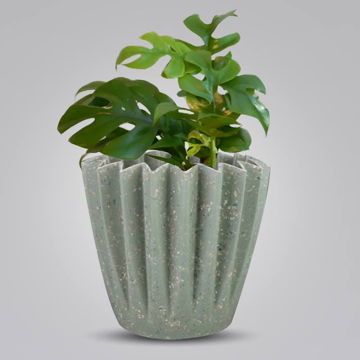 Philodendron Minima Houseplant in a 13cm Nursery Pot with Sage Green Pot