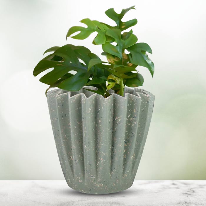 Philodendron Minima Houseplant in a 13cm Nursery Pot with Sage Green Pot