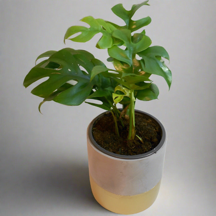 Philodendron minima houseplant in a pot