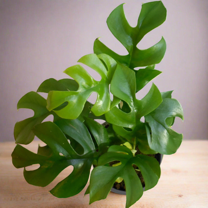 Philodendron minima houseplant leaves