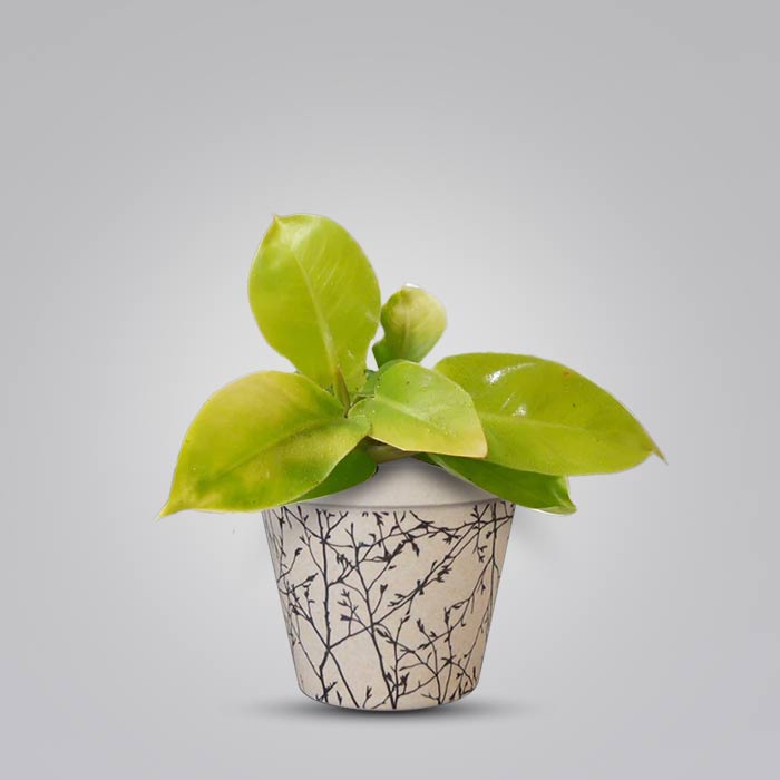 Philodendron Moon Shine Houseplant in a 9cm Nursery Pot with Bamboo Plant Pot