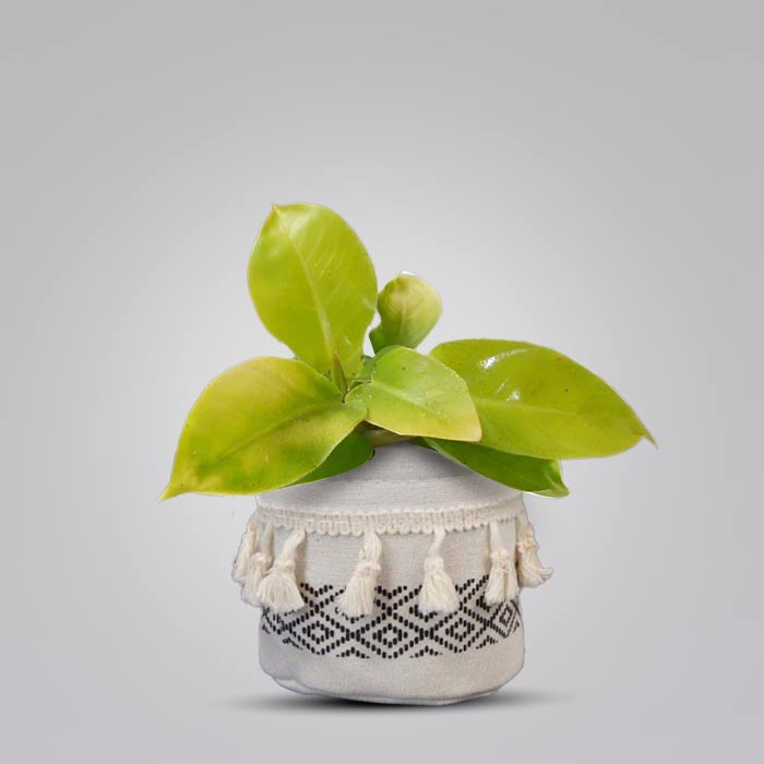 Philodendron Moon Shine House Plant in a 9cm Nursery Pot with Cotton Pot