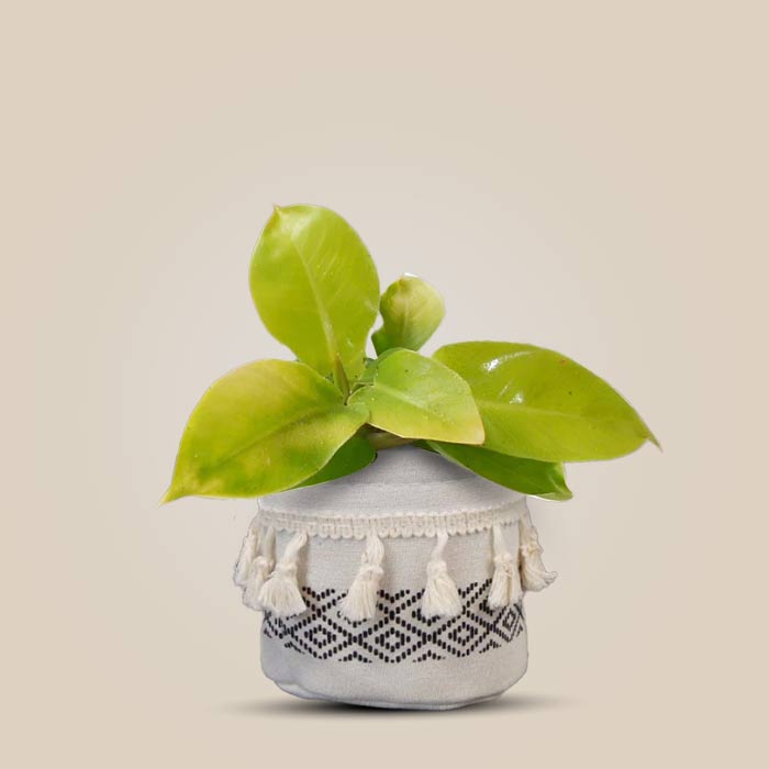 Philodendron Moon Shine House Plant in a 9cm Nursery Pot with Cotton Pot