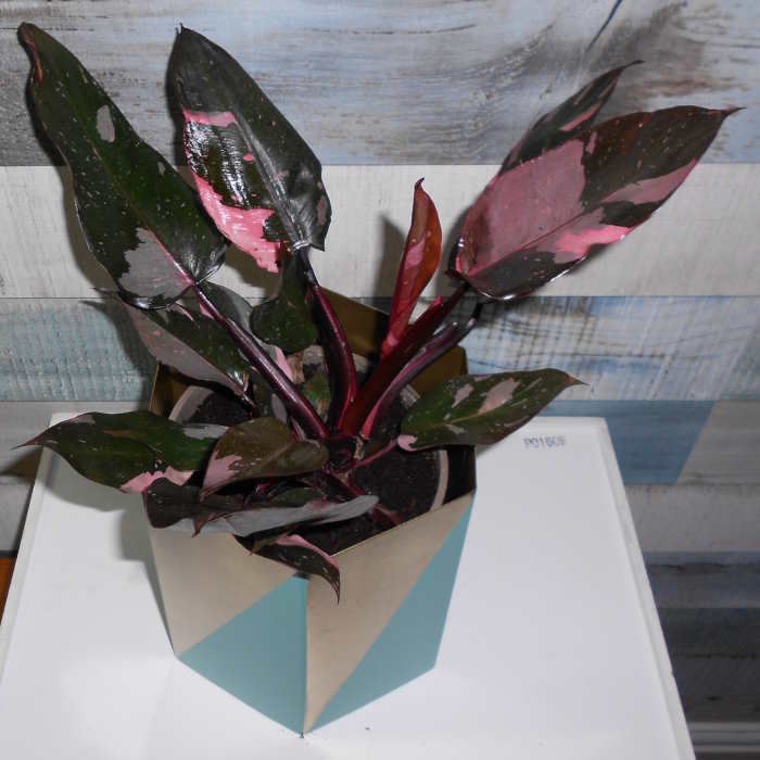 Philodendron Pink Princess plant in a pot