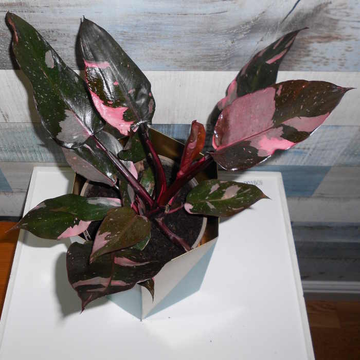 Philodendron Pink Princess houseplant leaves