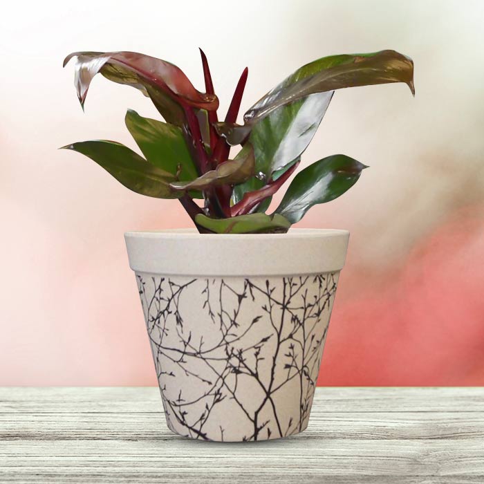 Philodendron Red Cherry Houseplant in a 13cm Nursery Pot with Bamboo Plant Pot