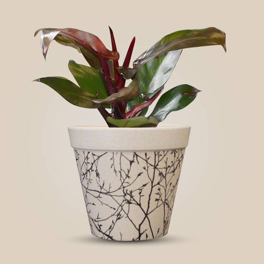 Philodendron Red Cherry Houseplant in a 13cm Nursery Pot with Bamboo Plant Pot