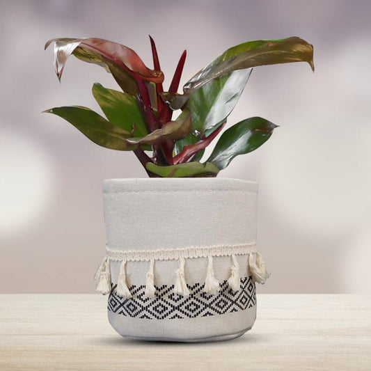 Philodendron Red Cherry House Plant in a 13cm Nursery Pot with Cotton Pot