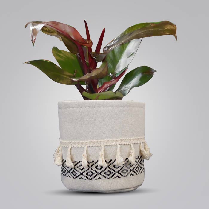 Philodendron Red Cherry House Plant in a 13cm Nursery Pot with Cotton Pot