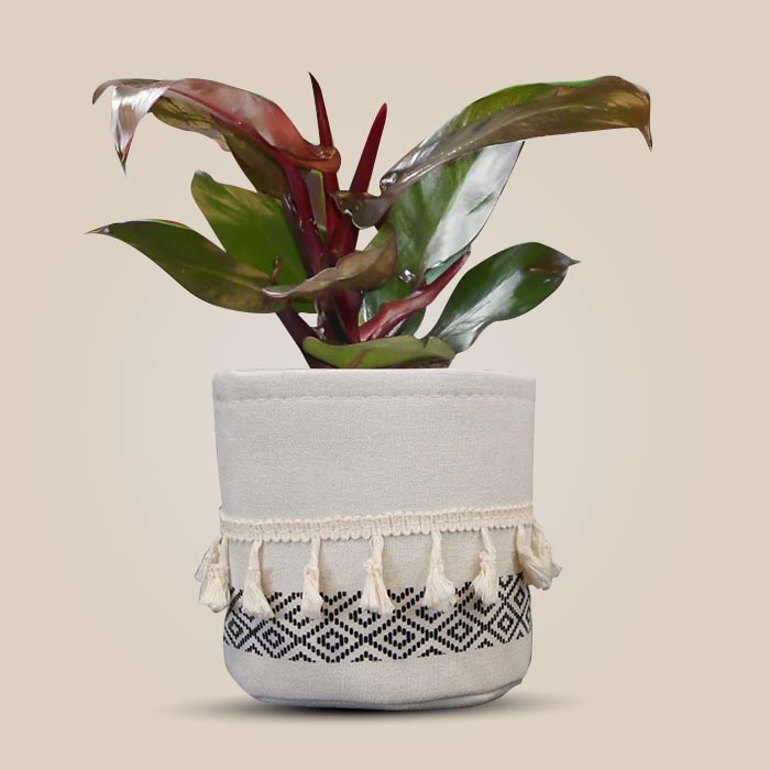 Philodendron Red Cherry House Plant in a 13cm Nursery Pot with Cotton Pot