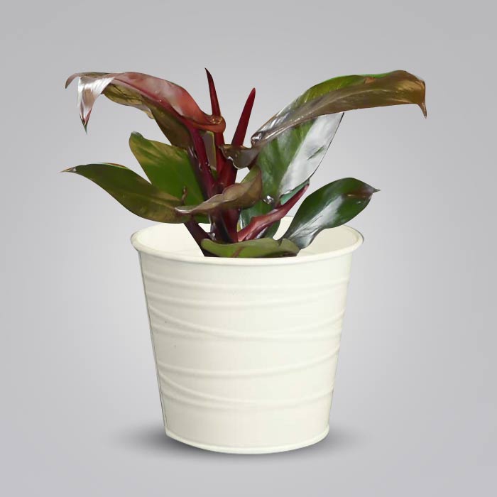 Philodendron Red Cherry Indoor Plant in a 13cm Nursery Pot with White Metal Pot