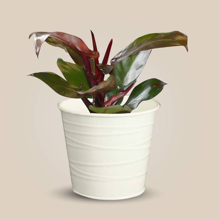 Philodendron Red Cherry Indoor Plant in a 13cm Nursery Pot with White Metal Pot