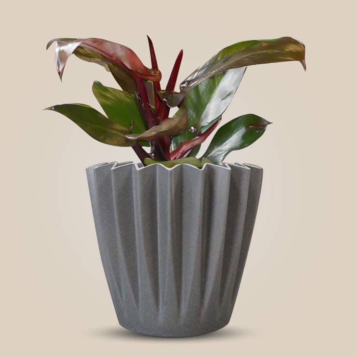 Philodendron Red Cherry Indoor Houseplant in a 13cm Nursery Pot with Grey Pot