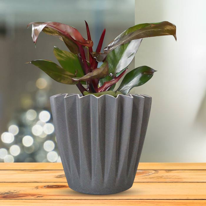 Philodendron Red Cherry Indoor Houseplant in a 13cm Nursery Pot with Grey Pot