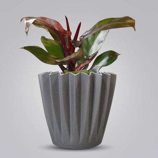 Philodendron Red Cherry Indoor Houseplant in a 13cm Nursery Pot with Grey Pot