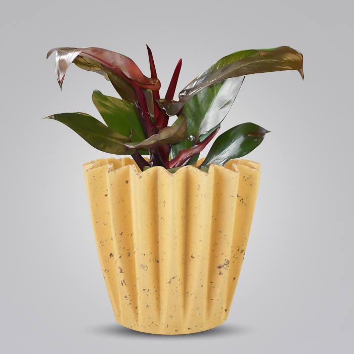 Philodendron Red Cherry Indoor House Plant in a 13cm Nursery Pot with Yellow Plant Pot