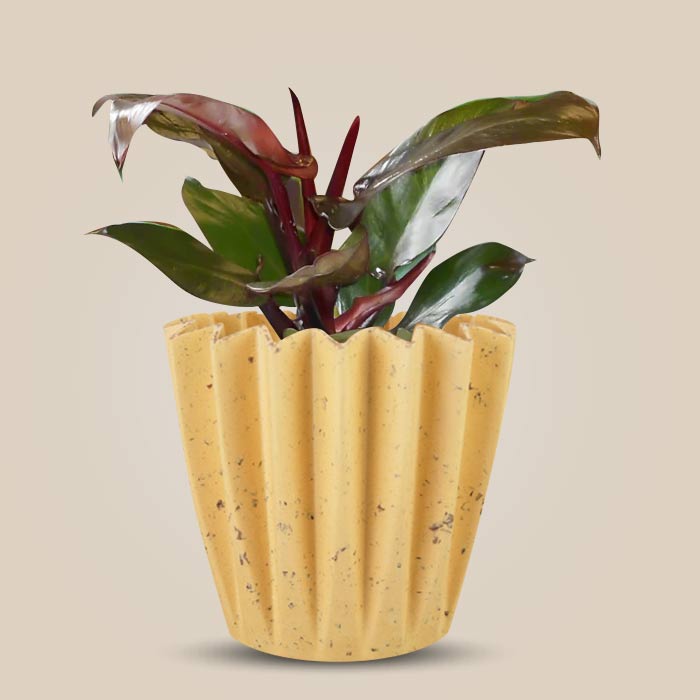 Philodendron Red Cherry Indoor House Plant in a 13cm Nursery Pot with Yellow Plant Pot