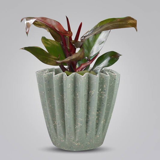 Philodendron Red Cherry Houseplant in a 13cm Nursery Pot with Sage Green Pot