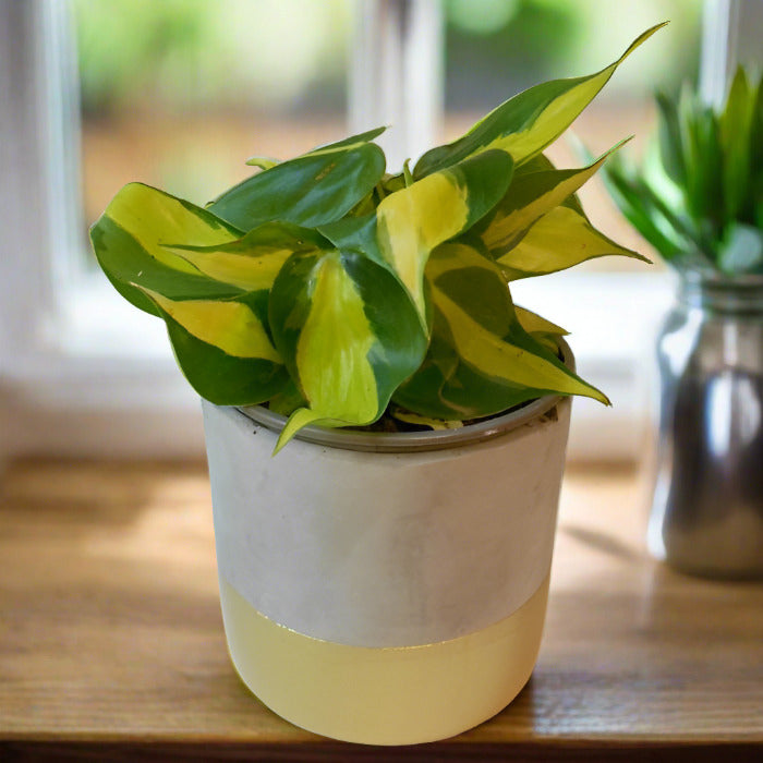 Sweetheart Plant on a kitchen windowsill.