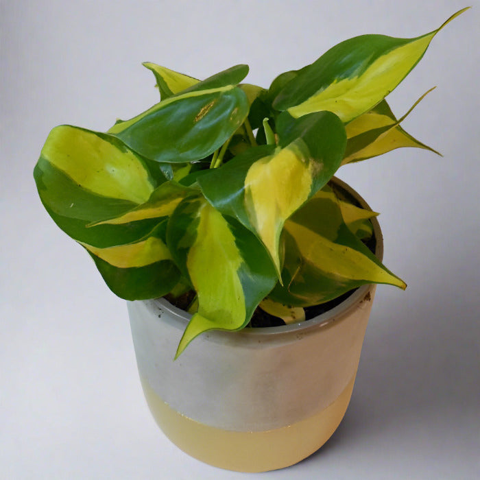 Philodendron Scandens Brazil in a Ceramic Pot