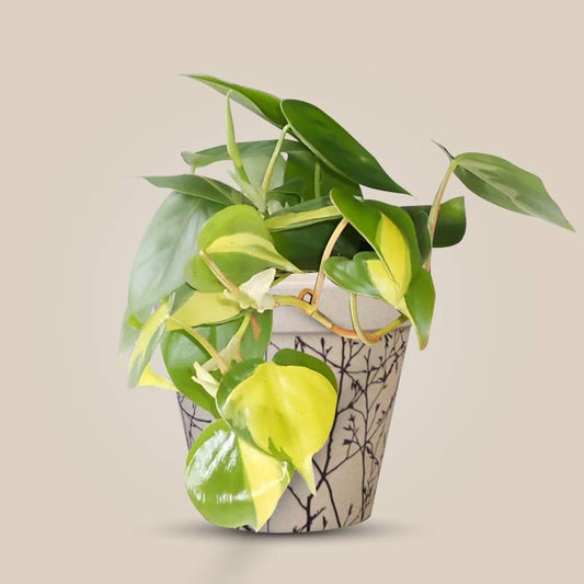 Philodendron Scandens Brazil Houseplant in a 13cm Nursery Pot with Bamboo Plant Pot