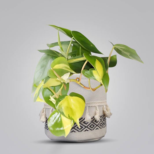 Philodendron Scandens Brazil House Plant in a 13cm Nursery Pot with Cotton Pot