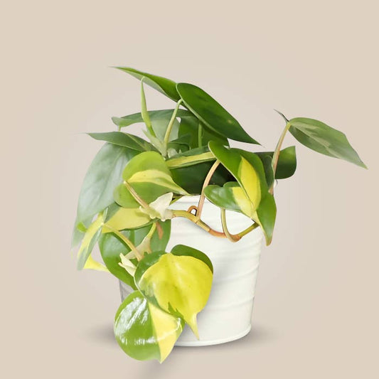 Philodendron Scandens Brazil Indoor Plant in a 13cm Nursery Pot with White Metal Pot