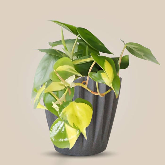 Philodendron Scandens Brazil Indoor Houseplant in a 13cm Nursery Pot with Grey Pot